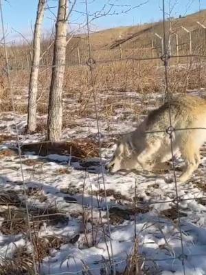 A post by @alllyyxx on TikTok caption: to roll or to eat that is the question. #ColdWeather #tiktokcanada #fyp #foryoupage #yamnuskawolfdogsanctuary #highcontentwolfdog #tastytreats