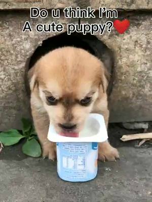 A post by @appreciate63 on TikTok caption: #pet #tiktok #fyp #foryou #petstory #dog #dogsoftiktok