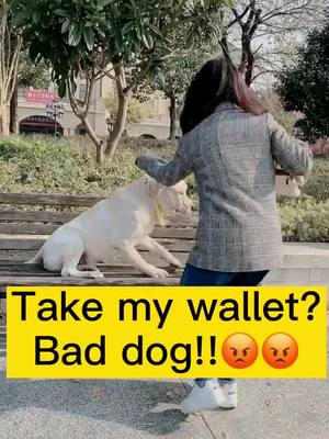 A post by @cutedog8899 on TikTok caption: Should the dog help her?#dogs #lovedogs #touch #fyp #foryoupage