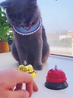 A post by @petlove042 on TikTok caption: Promising cat! #cat #foryoupage #foryou #😂😂😂😂😂