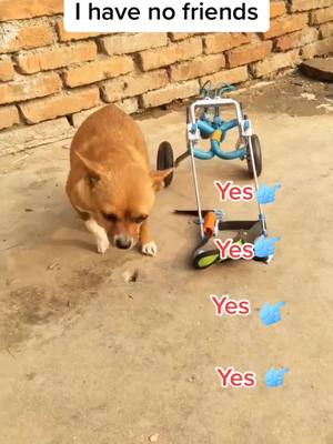 A post by @petshelters2 on TikTok caption: Do u think I’m a cute puppy?#chinesecountrydog #straydog