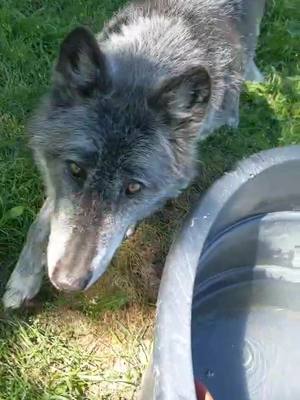 A post by @alllyyxx on TikTok caption: lunch date with Zeus #HomeCooked #BackOnTrack #Summer #tastytreats #highcontentwolfdog #yamnuskawolfdogsanctuary #foryoupage #fyp #tiktokcanada