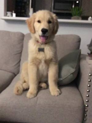 A post by @goodboymarvel on TikTok caption: Don’t forget to smile today ☺️💛 #fyp #foryoupage #puppiesoftiktok #dogsoftiktok #puppy #goldenboy #goldenretriever #puppy