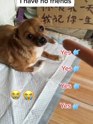 A post by @petshelters2 on TikTok caption: Do u think I’m a cute puppy?#chinesecountrydog #straydog