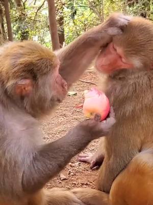 A post by @jammonkey on TikTok caption: To eat or not to eat?#monkey #animal