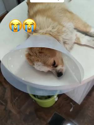 A post by @petshelters2 on TikTok caption: I don’t know what you’re going through, I hope you’re all right.cutie#straydog