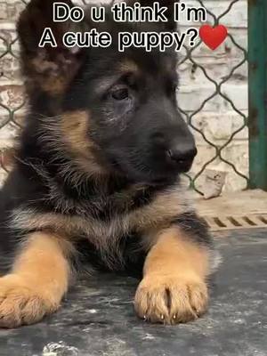 A post by @appreciate63 on TikTok caption: #pet #tiktok #fyp #foryou #dog #dogsoftiktok #petstory