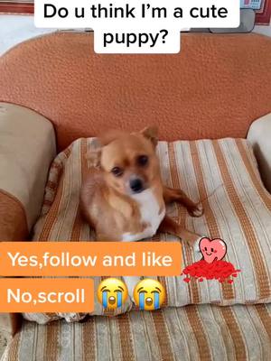 A post by @petshelters2 on TikTok caption: Can you give me a hug?#chinesecountrydog