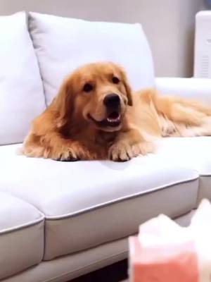 A post by @pet155731 on TikTok caption: #greenscreenvideo will u love my mom forever??#tiktok #dog #cute #pet #foryou