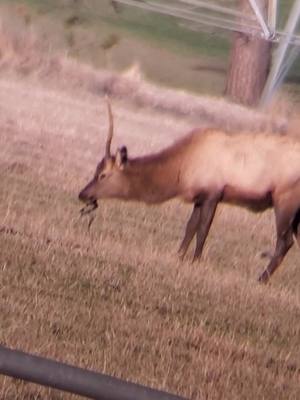 A post by @mtsodfarmer on TikTok caption: Interesting little guy! Duet your weird animals🦌 #elk #hunting #farmer #weird #fyp