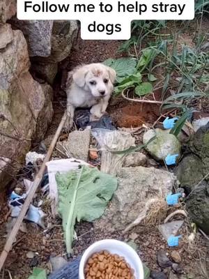 A post by @petshelters3 on TikTok caption: Please follow me and help stray dogs.#straydogs #chinesecountrydog