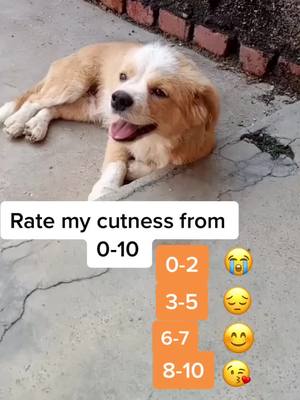 A post by @petshelters2 on TikTok caption: How much do you love me?#foryou #chinesecountrydog