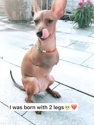 A post by @doggyfanclub on TikTok caption: dogs#dogs