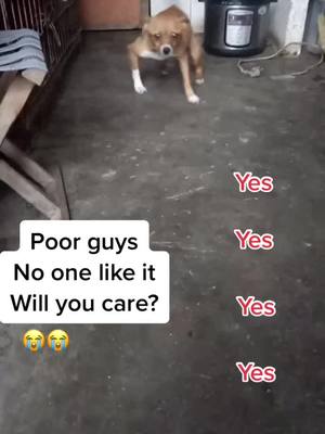 A post by @petshelters2 on TikTok caption: Please follow me and help stray dogs🙏#doggy #straydog