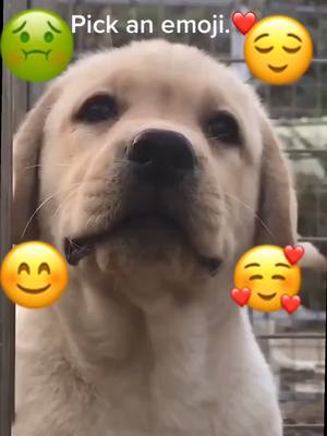 A post by @cuuuuuuutepuppy on TikTok caption: Which one do you choose?#dog #labrador #foryoupage #dogsoftiktok #doglover #cutedog