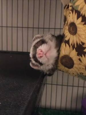 A post by @my.catsnakes on TikTok caption: sleepy boy 🥺 ft lup’s feet at the end lol #ferret #ferrets #ferretsoftiktok #kawaii #cute #cuteanimals #goodnight #fyp