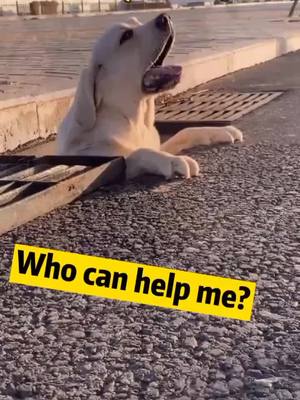 A post by @petlove042 on TikTok caption: who can help him?waiting for the end....#foryoupage #dog #rescuedog #foryou