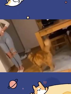 A post by @xanydan on TikTok caption: #animals #foryoupage #foryou #funny