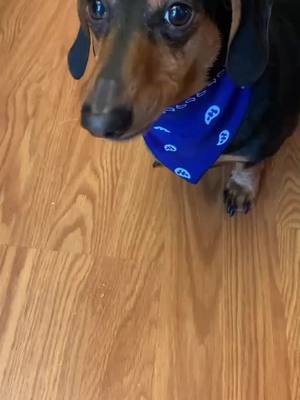 A post by @sharpiethedachshund on TikTok caption: Where does paper come from? #dachshund #doxie #sharpiethedaschund