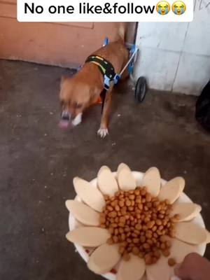 A post by @petshelters2 on TikTok caption: Will you help me?#doggy #straydog #foryou #chinesecountrydog