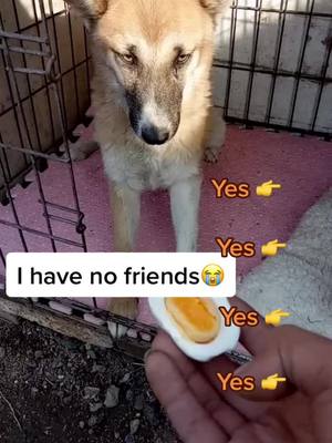 A post by @petshelters2 on TikTok caption: Can you be my friend?#doggy #straydog #foryou