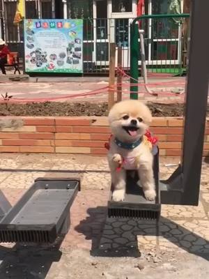 A post by @dogfunlive on TikTok caption: #CapCut cute baby #dog #tiktok #petlover #cute #puppy #cutebaby #funny #fyp #foryou