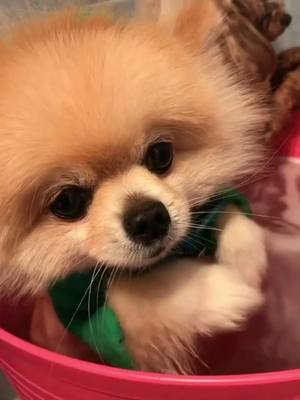 A post by @dogfunlive on TikTok caption: Cute baby #dog #tiktok #petlover #cute #puppy #cutebaby #funny #fyp #foryou