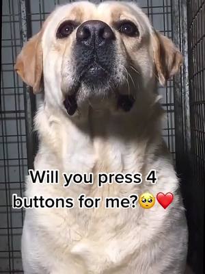 A post by @cuuuuuuutepuppy on TikTok caption: Will you?#dog#foryoupage #labrador #dogsoftiktok