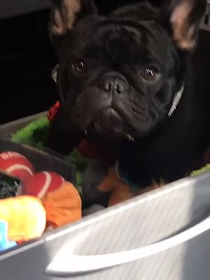 A post by @teddy_french on TikTok caption: Teddy the stalker #dog #frenchbulldog #fyp #funny