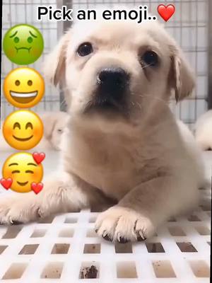 A post by @cuuuuuuutepuppy on TikTok caption: Which one do you choose?#puppy#doggy #foryoupage #dogsoftiktok #labrador