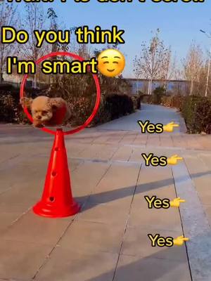 A post by @petsloverlayla on TikTok caption: Pls put a ❤️if you think I'm smart, cute😘😘#dog #dogsoftiktok #petlover #fyp #foryoupage #HolidayMusic #HowBizarre #BagelBopsContest #doglover #dog