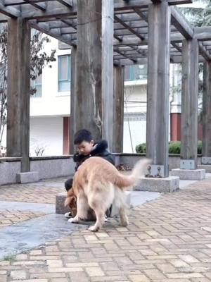 A post by @whtk0 on TikTok caption: Do u think the women misunderstood the dog?🐶🐶👆🏻#fyp #foryou #dogstory #goldenretriever #dogsoftiktok #doglover #dog #smartdog ##petstory