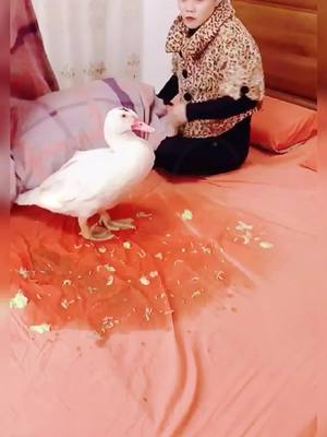 A post by @heneybe on TikTok caption: I must eat duck today #HowBizarre #duck #suspense #viral #foryoupage