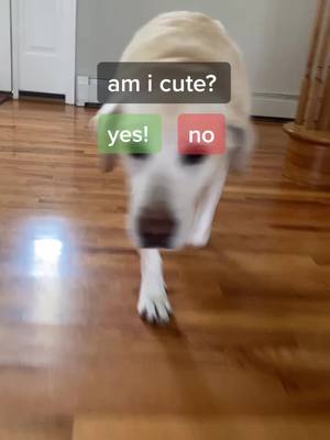 A post by @sleepybailey on TikTok caption: am i cute? #SelfImprovement #diceroll #REMDreamCheck #selenanetflix #fyp #foryoupage #viral #dogs #dog