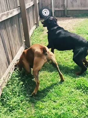 A post by @condesatheboxer on TikTok caption: im tryna 🤫 you and yo bestie . #foryoupage your recent @ has a threesome, your 3rd emoji is your reaction 👀 #comment #viral #boxerdog #dc #fyp