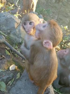 A post by @jammonkey on TikTok caption: #monkey #animal #foryou