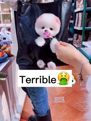 A post by @englandkathy47 on TikTok caption: 🐶: Does she wanna kill me? Taste Terrible🍭😂! #dog #dogsoftiktok #puppy #puppylove #pet #cute #fyp