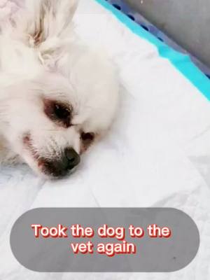 A post by @jeelypetrescue on TikTok caption: Sorry baby 😭😭#poordog #straydog #doglover #puppylove #fup