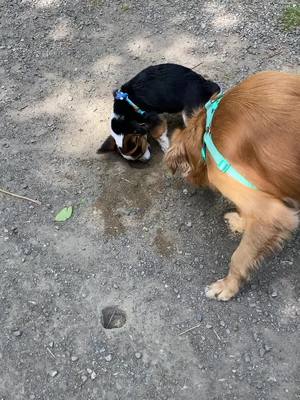 A post by @itsremythecorgi on TikTok caption: #dogsoftiktok #corgi #corgipuppy #puppy #happy #happyvibes #fyp #foryou