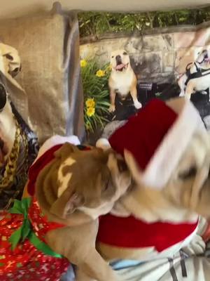 A post by @ridleybulldog on TikTok caption: #bulldogs #dogsoftiktok #fyp #christmascountdown2020