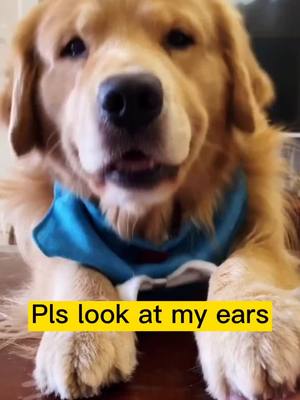 A post by @aboutpetdoggie on TikTok caption: How much do u like me#petthing #bekind #dog #dogsofttiktok #cute #fyp #coldweather