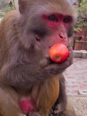 A post by @jammonkey on TikTok caption: #monkey #animal #foryou