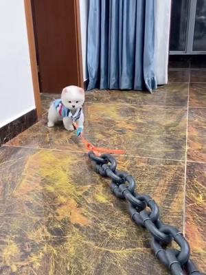 A post by @pets77777 on TikTok caption: I guess this is my last video 😰 I was been eaten by monster 😭😭#cute #puppy #foryoupage #foryou #dog #fyp