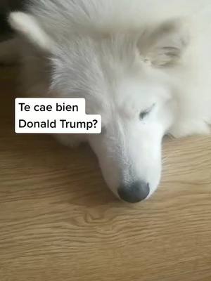 A post by @bellasamoyed on TikTok