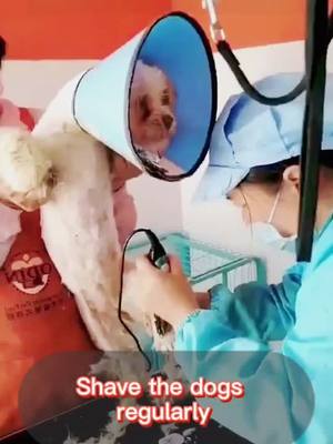 A post by @jeelypetrescue on TikTok caption: They are all cute ❤️❤️💕💕#poordog #straydog #doglover #puppylove #fup