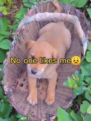 A post by @ttcink on TikTok caption: I afraid No one likes me😭#Love #animals #homeless #doggy