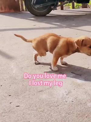 A post by @timi2020ooo on TikTok caption: I can still run#fyp #foryou #pet