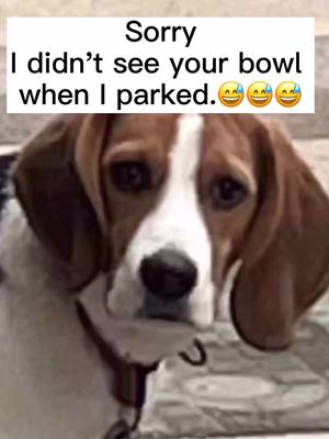 A post by @crazy__pets on TikTok caption: Do I need buy a new bowl?😂#dog #puppy #foryou #tiktok