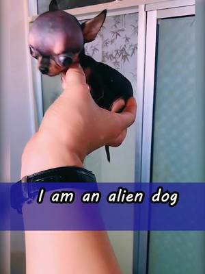 A post by @petworld1203 on TikTok caption: I am an alien dog#pet #dog #alien