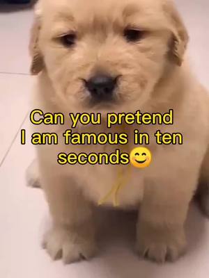 A post by @ttcink on TikTok caption: can u pretend im famous in 10 minutes.#doggy #homeless #animals #Love #doglover #dogsoftiktok